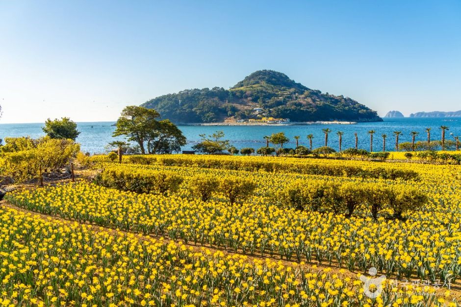 [B-117A] 거제 공곶이 수선화&지심도+부산 1박2일