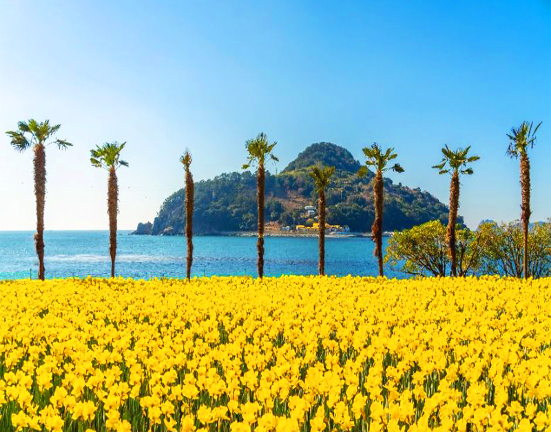 [B-117A] 거제 공곶이 수선화&지심도+부산 1박2일