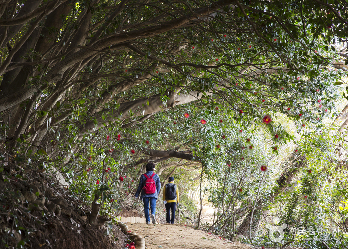 [B-117A] 거제 공곶이 수선화&지심도+부산 1박2일