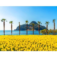 [B-117A] 거제 공곶이 수선화&지심도+부산 1박2일