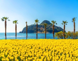 [B-117A] 거제 공곶이 수선화&지심도+부산 1박2일