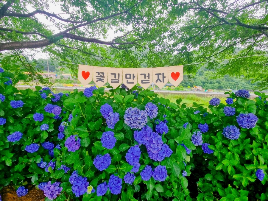 [B-117B] 거제+통영 수국여행 1박2일