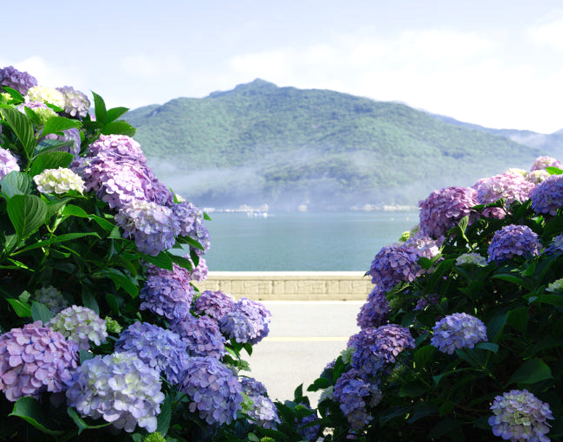 [B-117B] 거제+통영 수국여행 1박2일