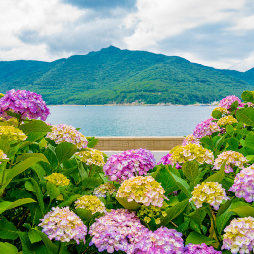 [B-117B] 거제+통영 수국여행 1박2일