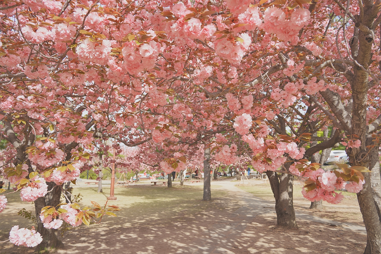 [B-118A] 추천코스 울산 장미축제+경주 봄꽃 1박2일 봄 여행