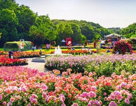 [B-118A] 추천코스 울산 장미축제+경주 봄꽃 1박2일 봄 여행