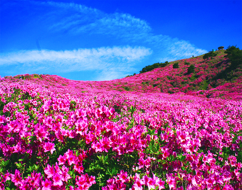 [B-158A] 거창+합천 황매산 철쭉축제 1박2일