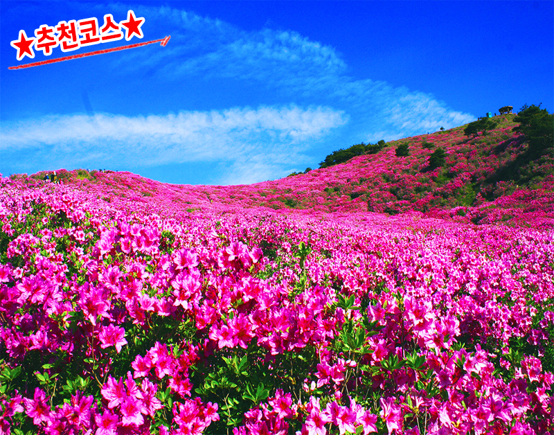 [B-158A] 추천코스 거창+합천 황매산 철쭉축제 1박2일