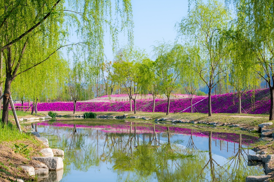 [B-158A] 거창+합천 황매산 철쭉축제 1박2일