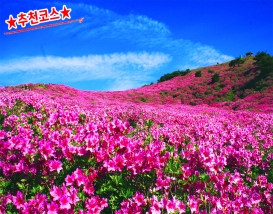 [B-158A] 추천코스 거창+합천 황매산 철쭉축제 1박2일