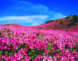 [B-158A] 거창+합천 황매산 철쭉축제 1박2일