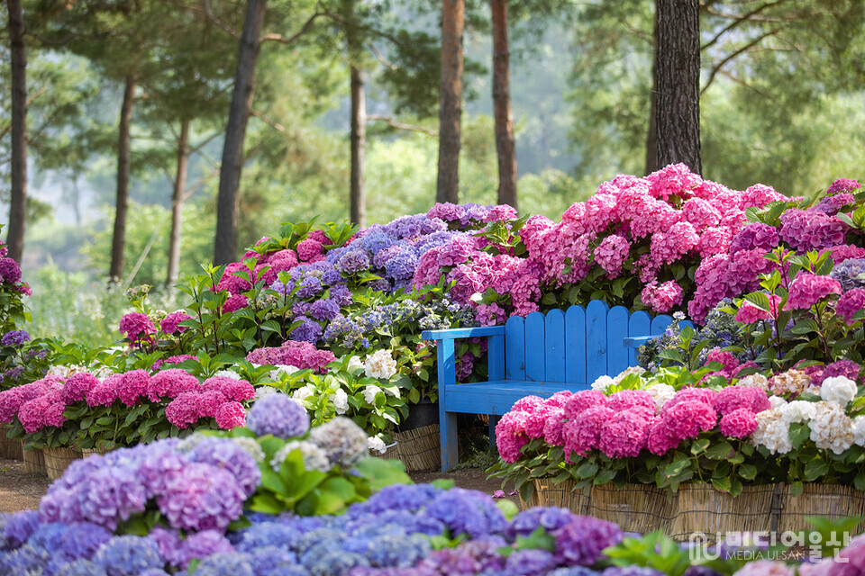 [B-17B] 부산+울산 수국여행 1박2일