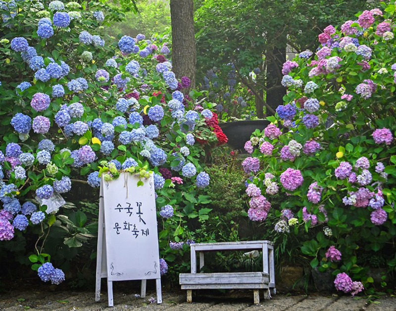 [B-17B] 부산+울산 수국여행 1박2일