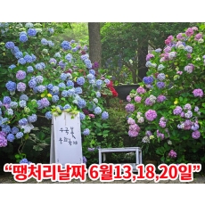 [B-17B] 부산+울산 수국여행 1박2일
