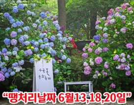 [B-17B] 부산+울산 수국여행 1박2일