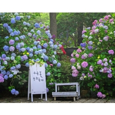 [B-17B] 부산+울산 수국여행 1박2일