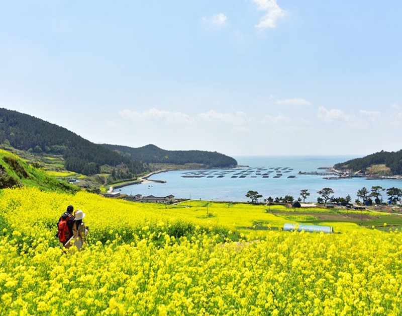 [B-21A] 청산도+해남+강진 남도로 떠나는 봄 맛 기행