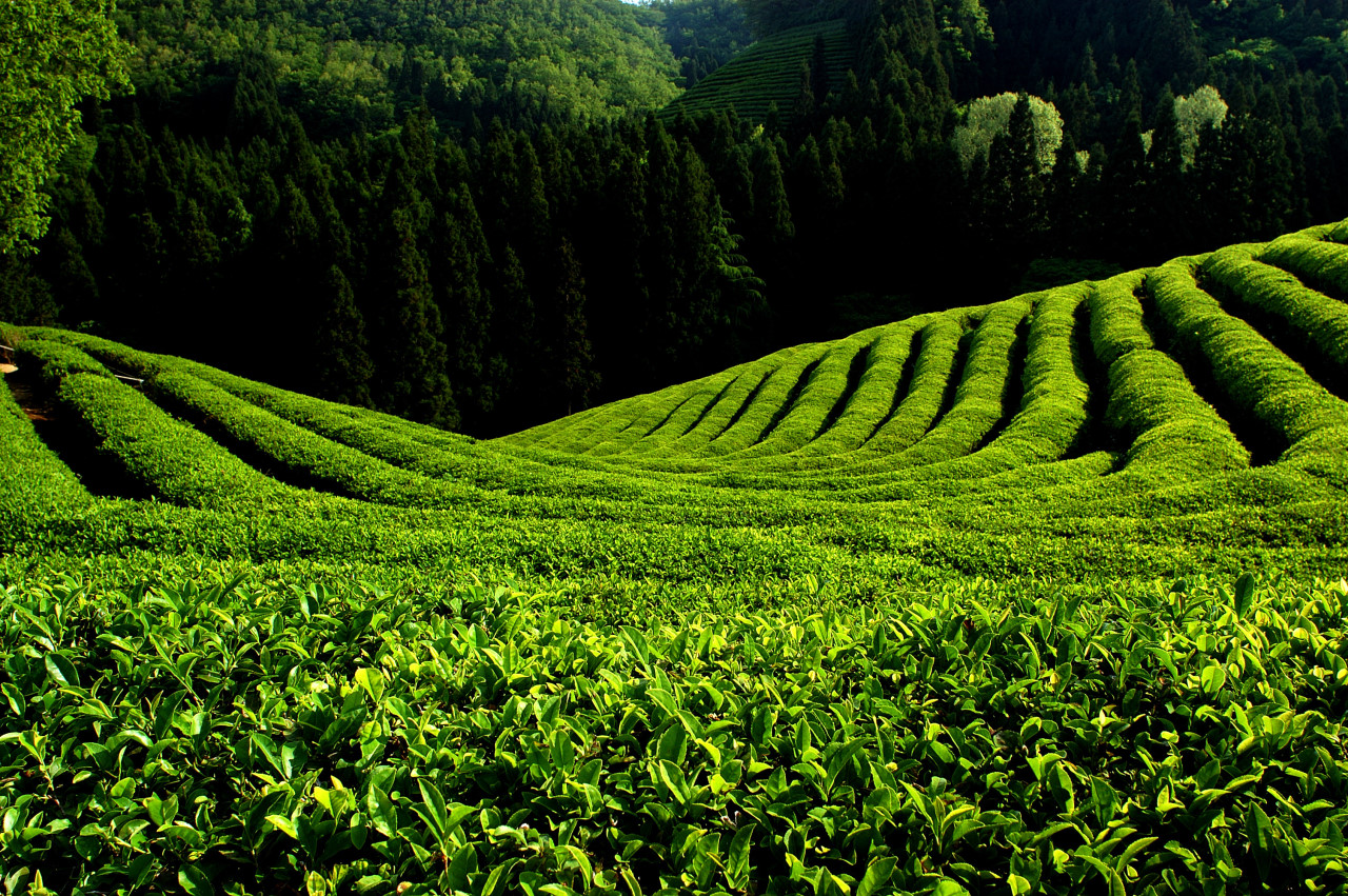 [B-24C] 낭만의 도시 여수+보성 1박2일