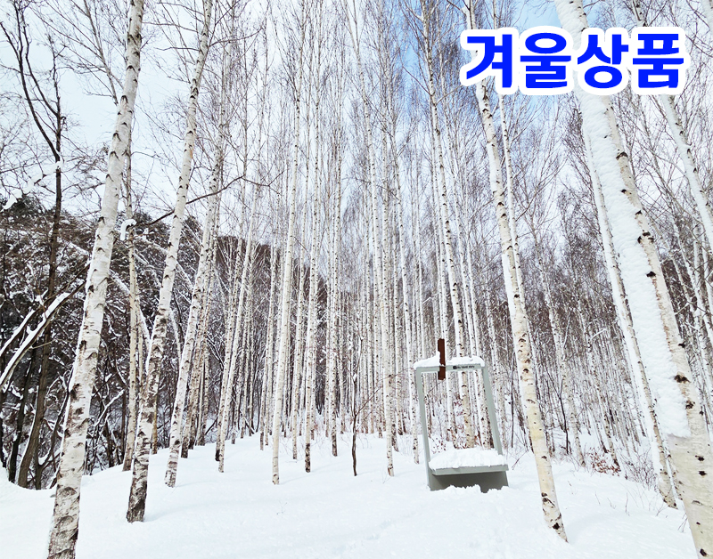 [B-26D] 영양 자작나무숲+청송 온천+포항 1박2일