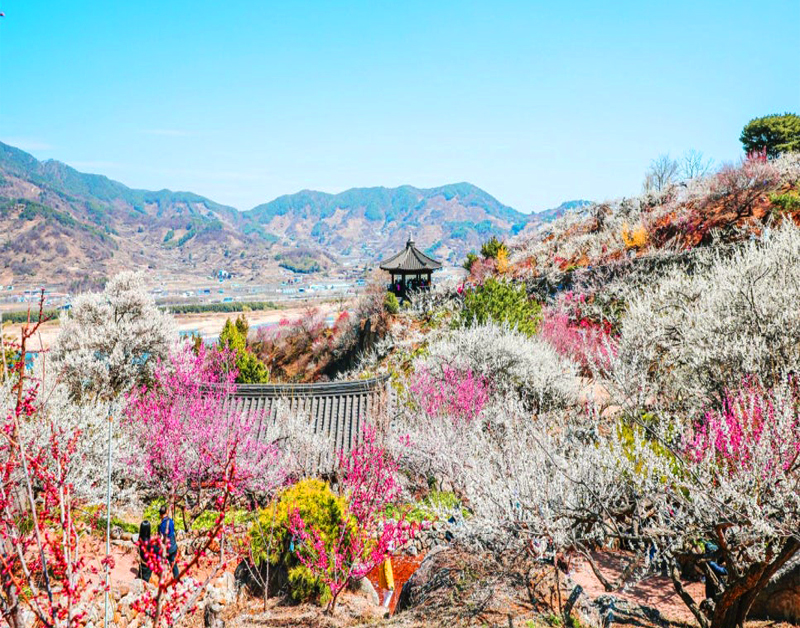 [B-53] 광양매화마을+여수+구례 산수유마을 1박2일