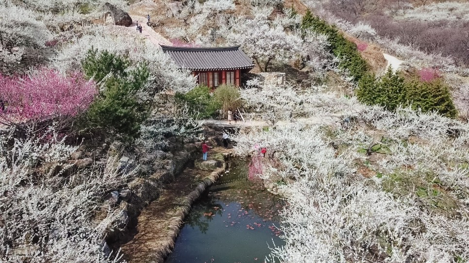 [B-53] 광양매화마을+여수+구례 산수유마을 1박2일