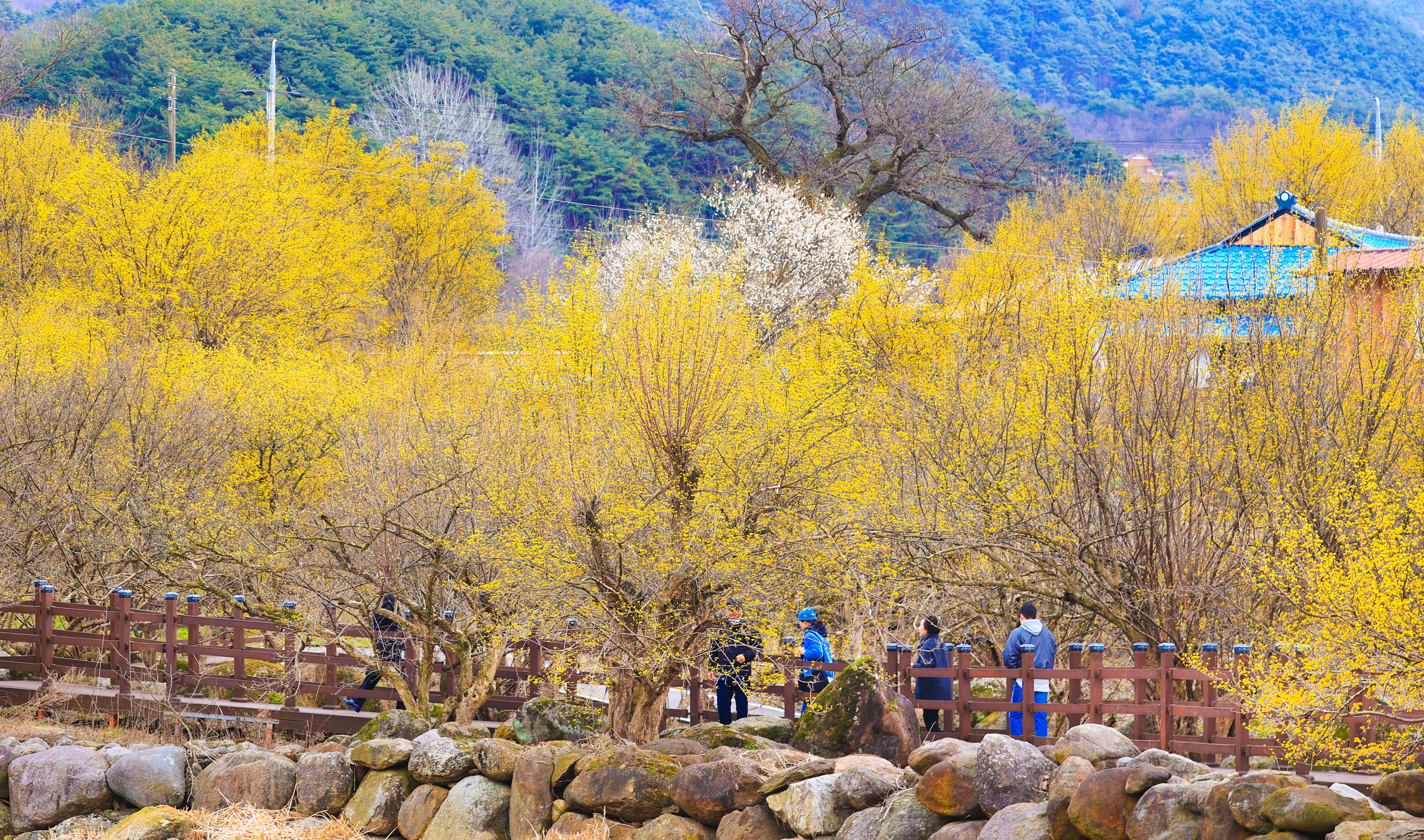 [B-53] 광양매화마을+여수+구례 산수유마을 1박2일