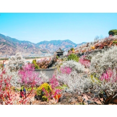 [B-53] 광양매화마을+여수+구례 산수유마을 1박2일