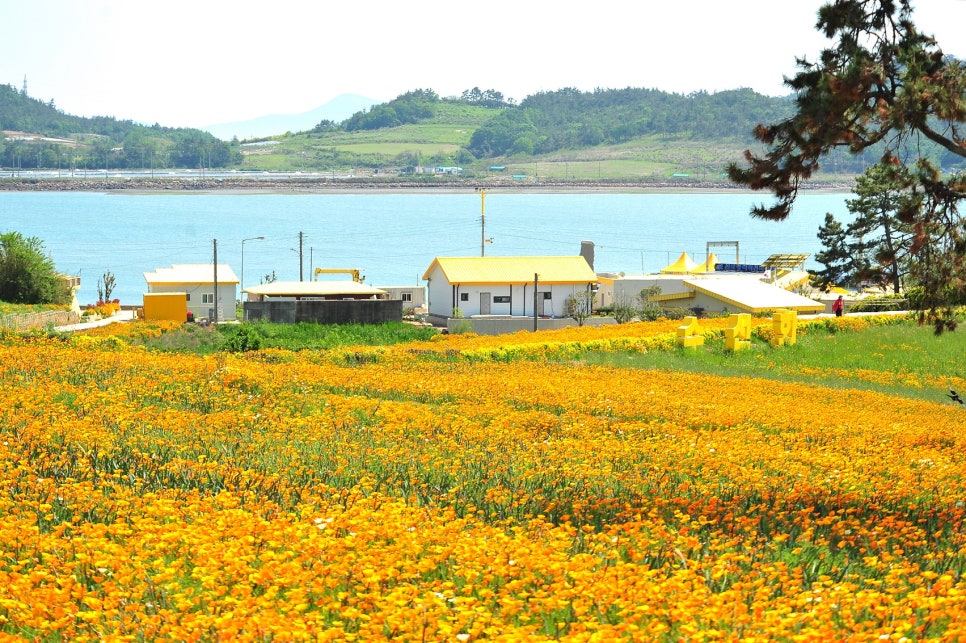 [B-70A] 추천코스 신안 옐로우섬 선도+나주 1박2일 봄 여행