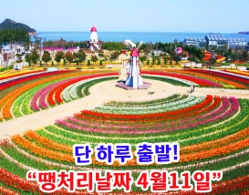 [B-70B] 신안 임자도 홍매화(3월)&튤립축제(4월)+영광+부안+대둔산 케이블카