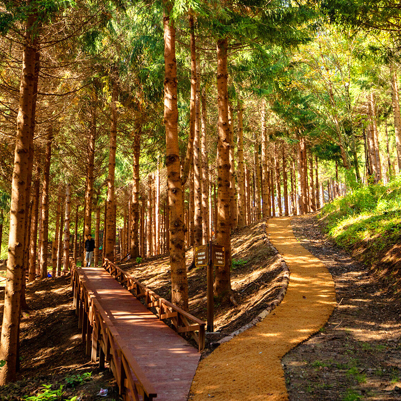 [B-72] 추천코스 강원도 평창+강릉+울진 1박2일