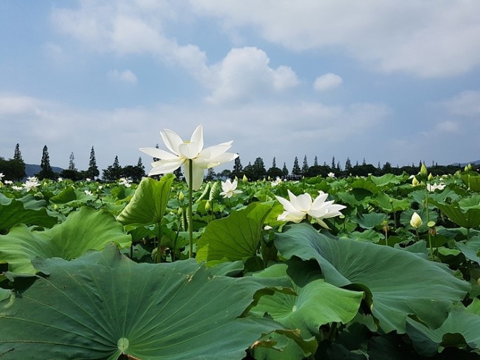 [C-01]무안 연꽃명소 회산백련지+황토갯벌랜드