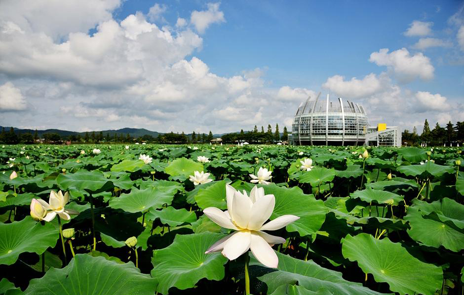[C-01]무안 연꽃명소 회산백련지+황토갯벌랜드