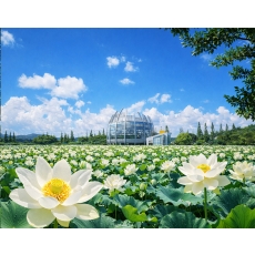 [C-01]무안 연꽃명소 회산백련지+황토갯벌랜드