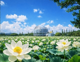 [C-01]무안 연꽃명소 회산백련지+황토갯벌랜드