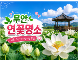 [C-01]무안 연꽃명소 회산백련지+황토갯벌랜드