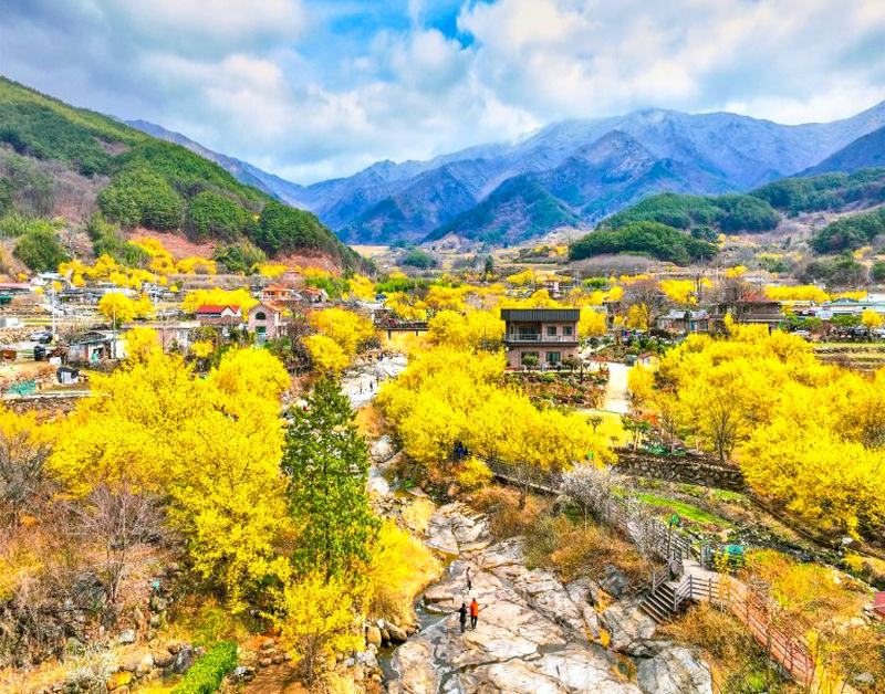 [C-108] 구례 산수유마을+지리산 치즈랜드 수선화+남원 광한루+육모정 순환길