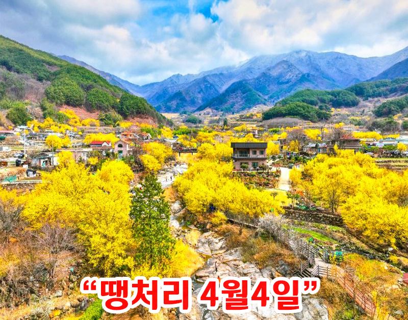 [C-108] 구례 산수유마을+지리산 치즈랜드 수선화+남원 광한루+구 서도역