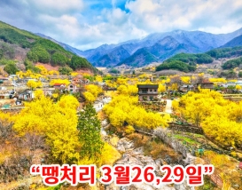 [C-108] 구례 산수유마을+지리산 치즈랜드 수선화+남원 광한루+육모정 순환길