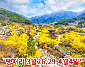 [C-108] 구례 산수유마을+지리산 치즈랜드 수선화+남원 광한루+구 서도역