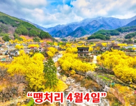 [C-108] 구례 산수유마을+지리산 치즈랜드 수선화+남원 광한루+구 서도역