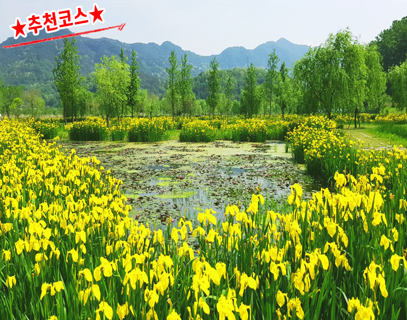 [C-115B] 추천코스 거창 감악산 무장애나눔길+거창 창포원 봄꽃