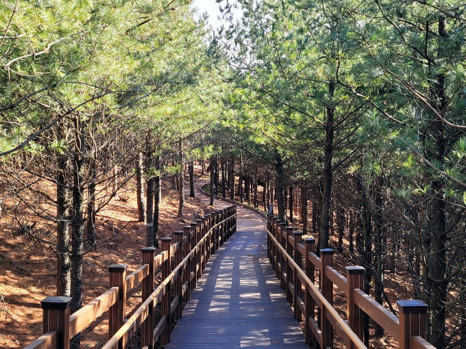 [C-115B] 추천코스 거창 감악산 무장애나눔길+거창 창포원 봄꽃