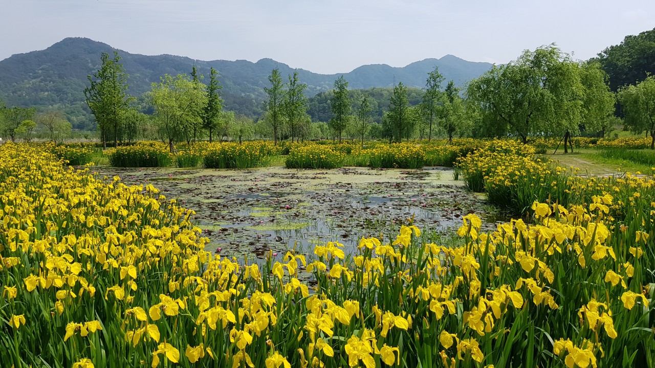 [C-115B] 추천코스 거창 감악산 무장애나눔길+거창 창포원 봄꽃