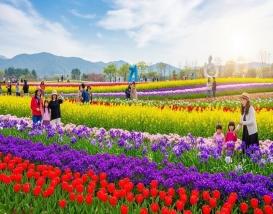 [C-115B] 추천코스 거창 감악산 무장애나눔길+거창 창포원 봄꽃