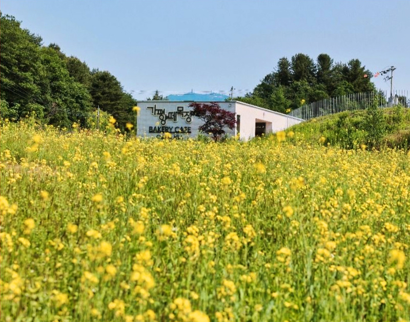 [C-122] 가평 목장 유채꽃+자라섬 꽃축제 또는 남이섬