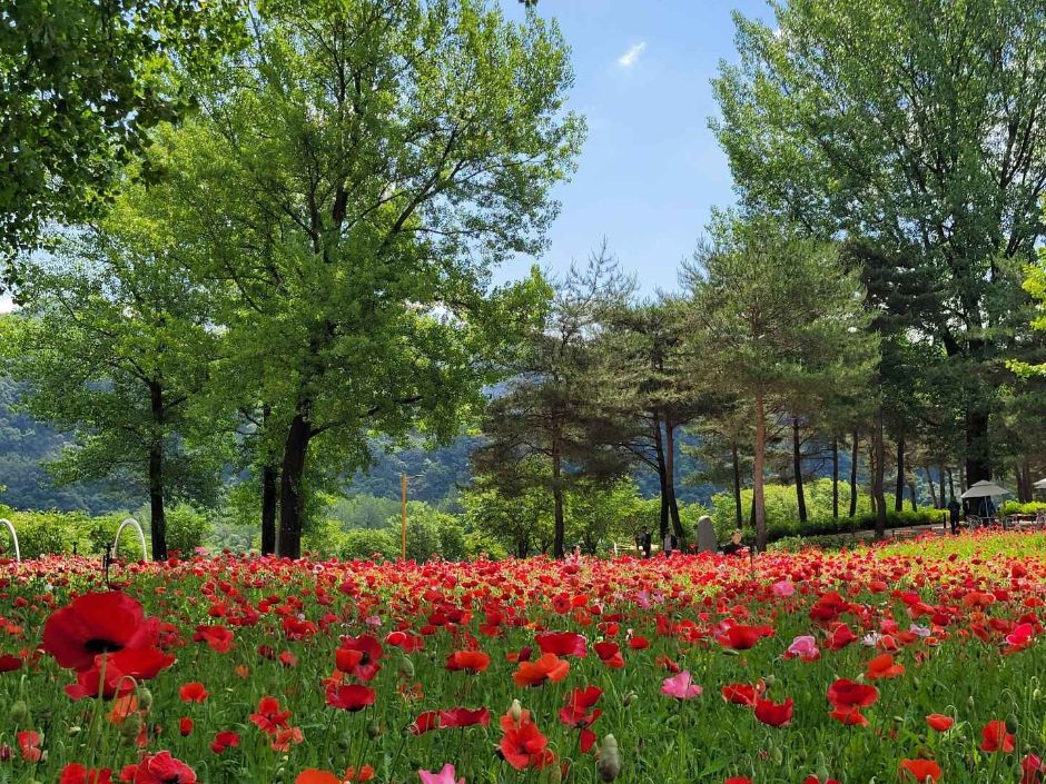 [C-122] 가평 목장 유채꽃+자라섬 꽃축제 또는 남이섬