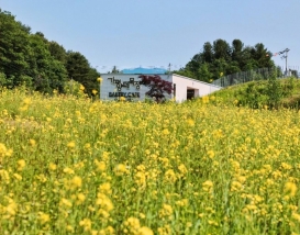 [C-122] 가평 목장 유채꽃+자라섬 꽃축제 또는 남이섬