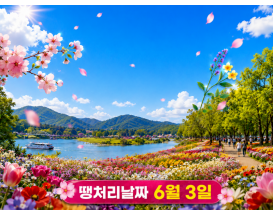 [C-122] 가평 목장 유채꽃+잣고을 전통5일장+자라섬 꽃축제 또는 남이섬