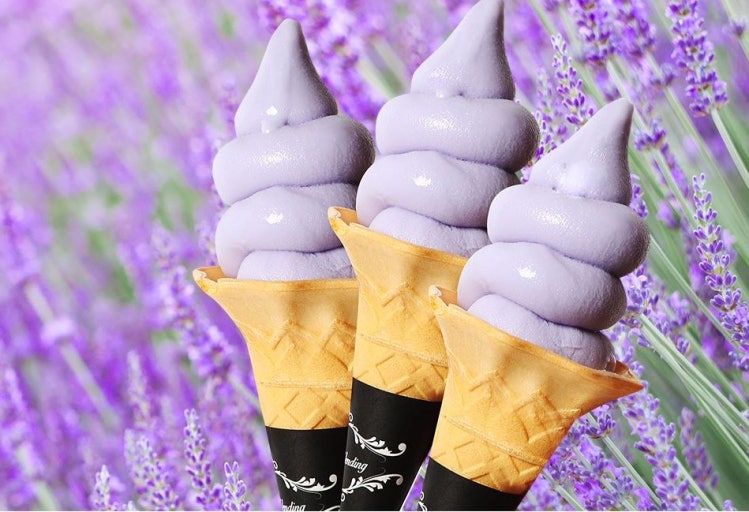 [C-124B] 포천 허브아일랜드 라벤더+포천 국립수목원