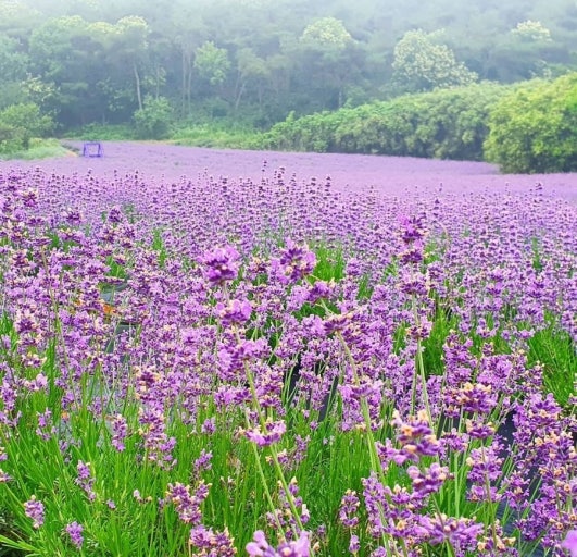 [C-124B] 포천 허브아일랜드 라벤더+포천 국립수목원